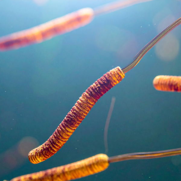 Fungal Nail Infections